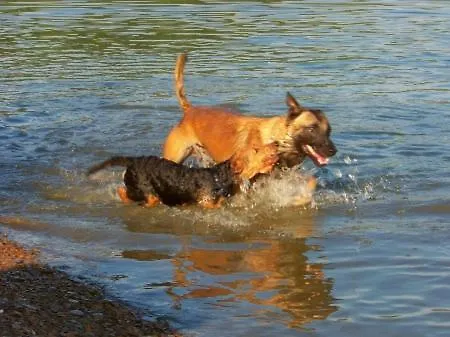 Haus Ceddy Nyaraló Diemelsee